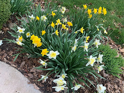 Laurie Elish-Piper’s daffodils are in full bloom.