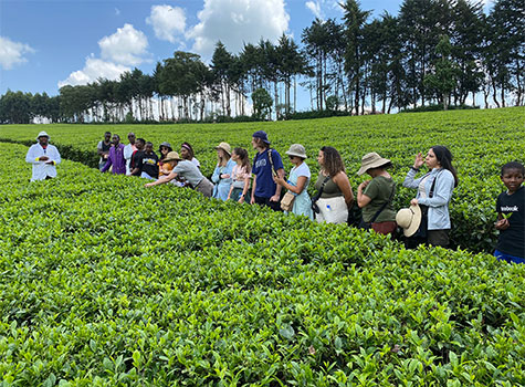 Educate Global East Africa travelers visit a tea field in Kenya.