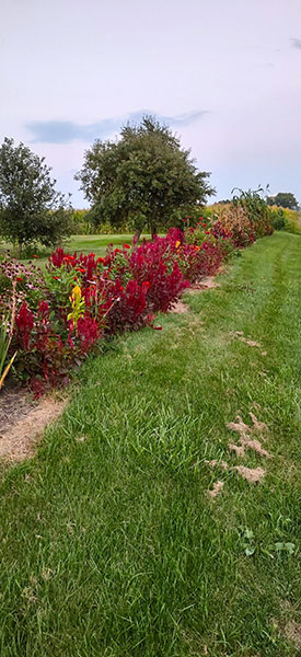 Mr. Best Day Ever also plans to sell flowers and produce he grows on his farm.