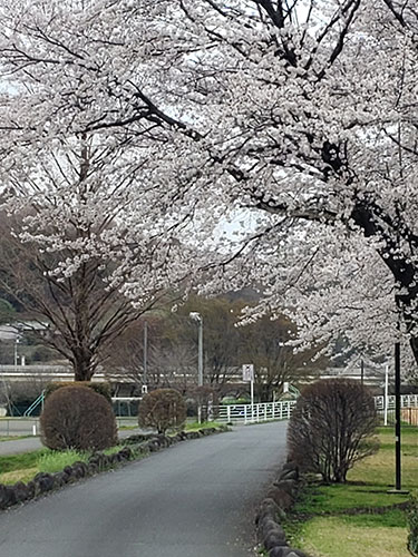 The cherry blossoms bloom in Shimizu’s hometown of Takasaki, Japan.